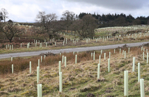 New woodland creation at Catterick training area [Picture: Crown copyright]