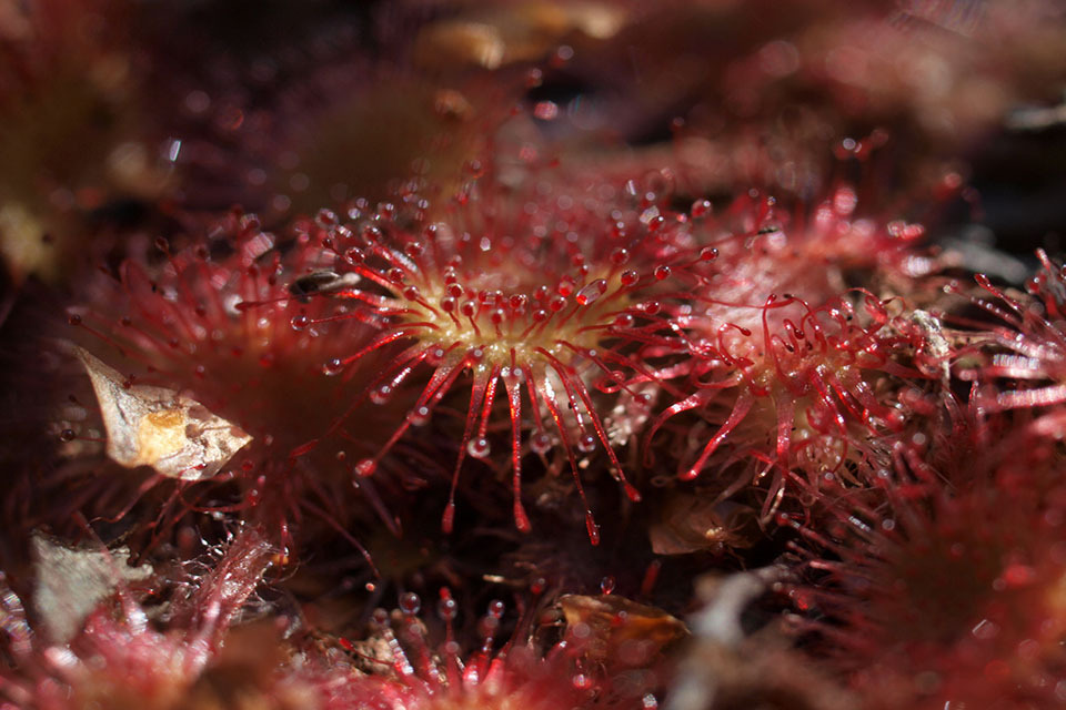 ‘The nature of flight’ takes off at Yorkshire Air Museum
