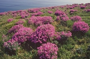 Sea stock (Matthiola sinuata) © Peter Wakely / Natural England