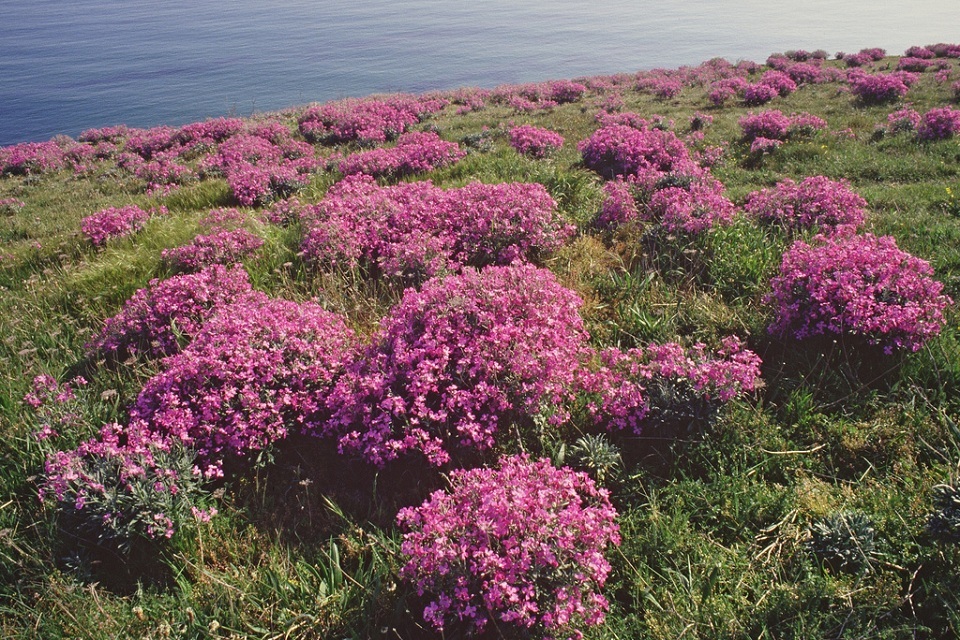 Rare plants to receive ‘intensive care’ on Devon coast