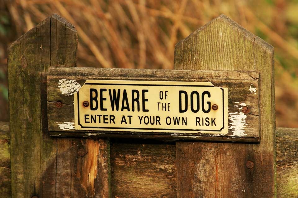 Owners of dogs who kill could face 14 years imprisonment