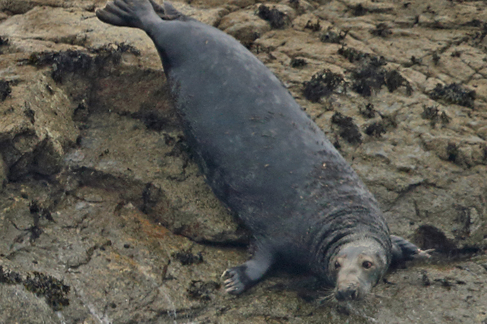 How to watch dolphins and other marine wildlife responsibly