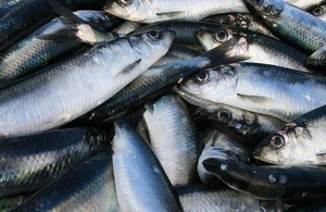 Herrings