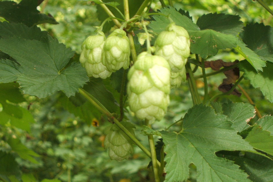 Hop to it! Kent says cheers to Britain's first protected hops