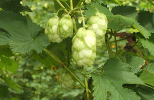 East Kent Goldings hops