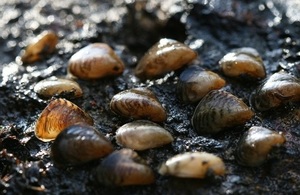 A quagga mussel (Courtesy of Dr David Aldridge)