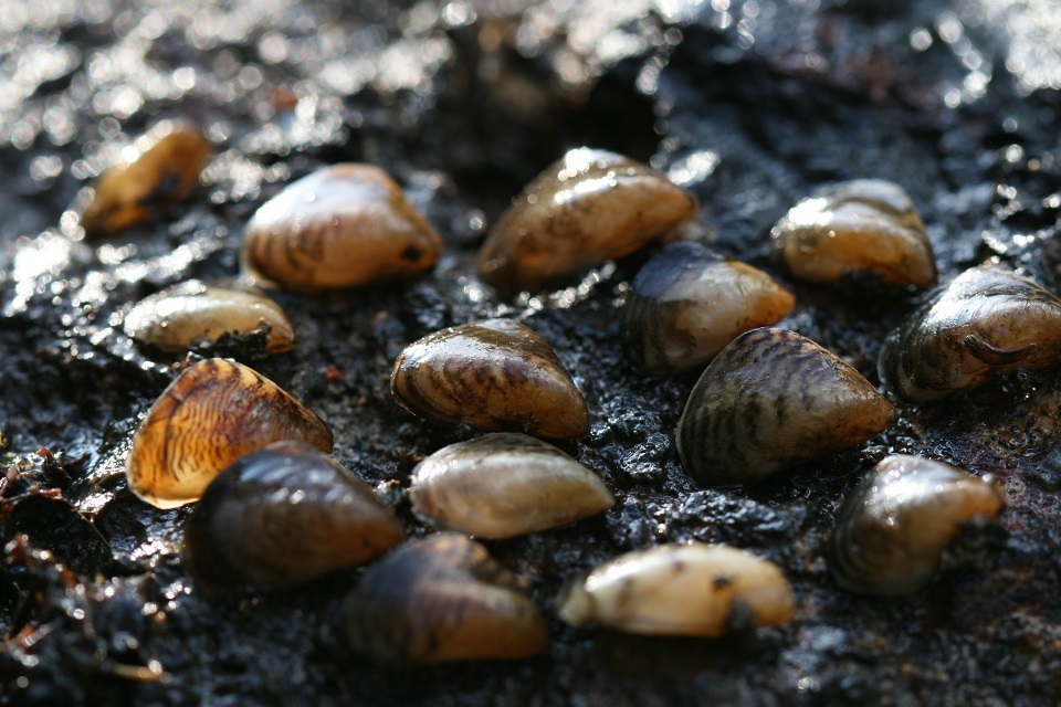 Public urged to help stop the spread of quagga mussels