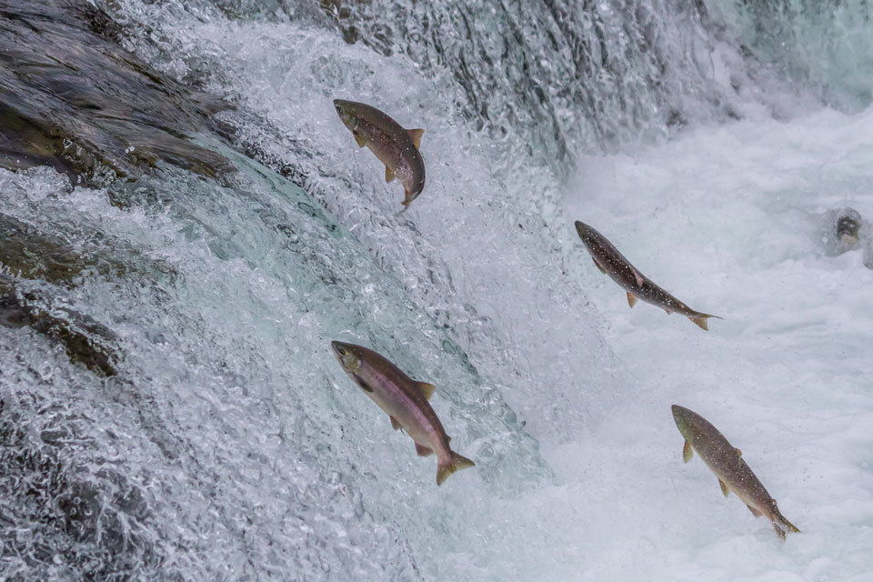 First veterinary DNA vaccine authorised for Clynav