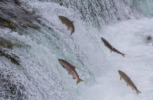 Salmon