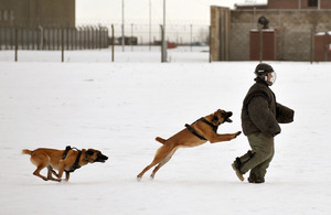 A handler in a protective bite suit is chased by 2 military working dogs during a demonstration [Picture: Corporal Gabriel Moreno, Crown copyright]