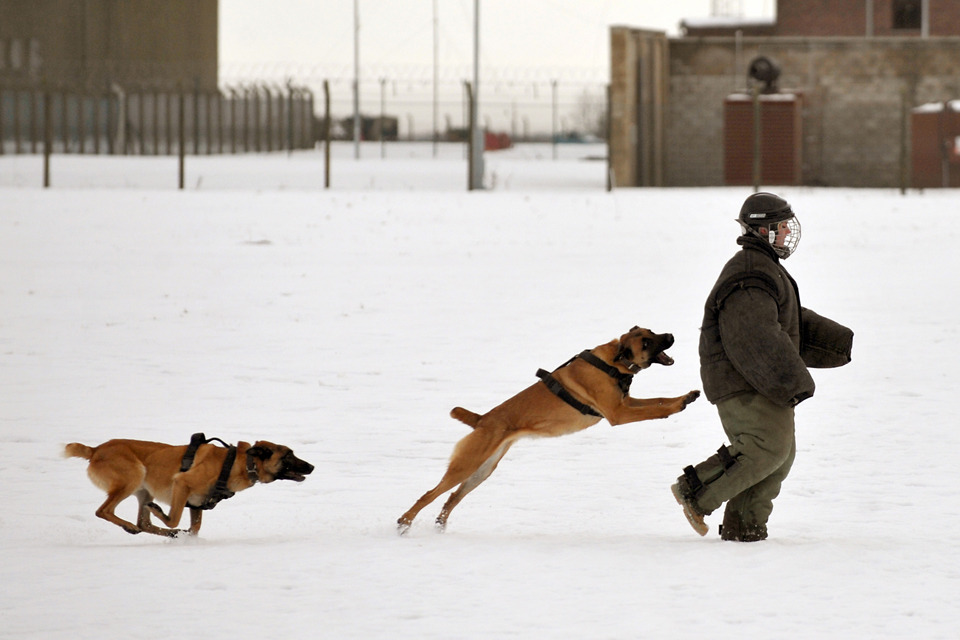 Military working dogs deploy to Afghanistan
