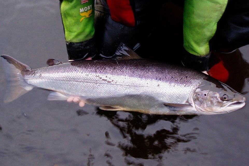 The native Atlantic salmon