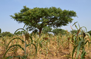 Fertiliser trees planted within the crops