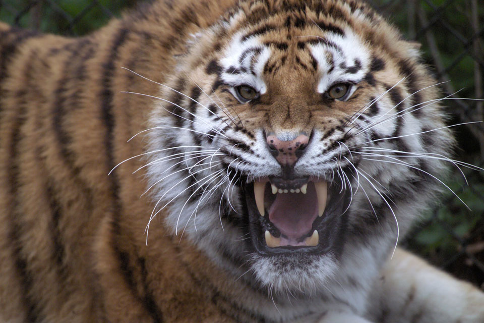 Endangered animals: join #thebigroar to highlight their plight