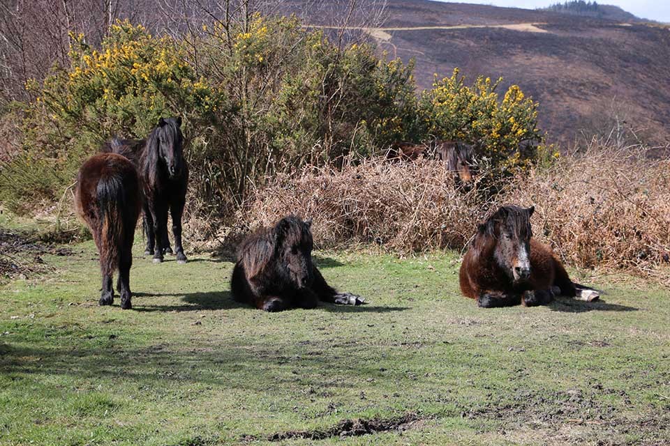 Natural England and ponies on Dartmoor
