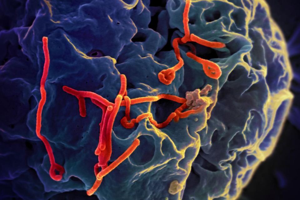 NIBSC Ebola reference reagents endorsed as global standards by WHO