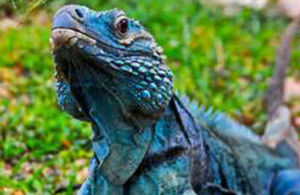 Endangered Blue Iguana