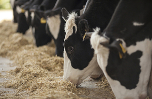 Cattle