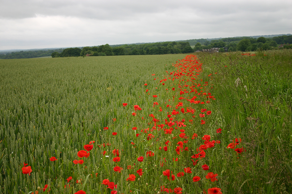 Completing Countryside Stewardship Mid Tier applications by 30 September 2016 deadline