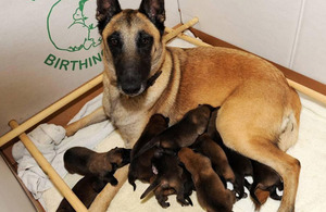 The Belgian Shepherd puppies born at the police dog unit in Devonport