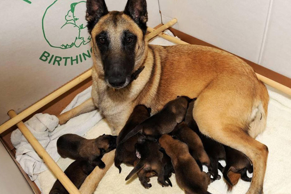 MOD Police welcome new four legged recruits