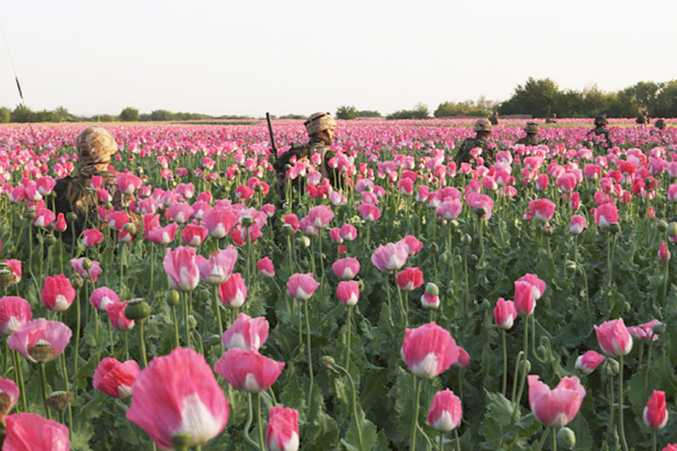 Poppy eradication in Helmand gains momentum