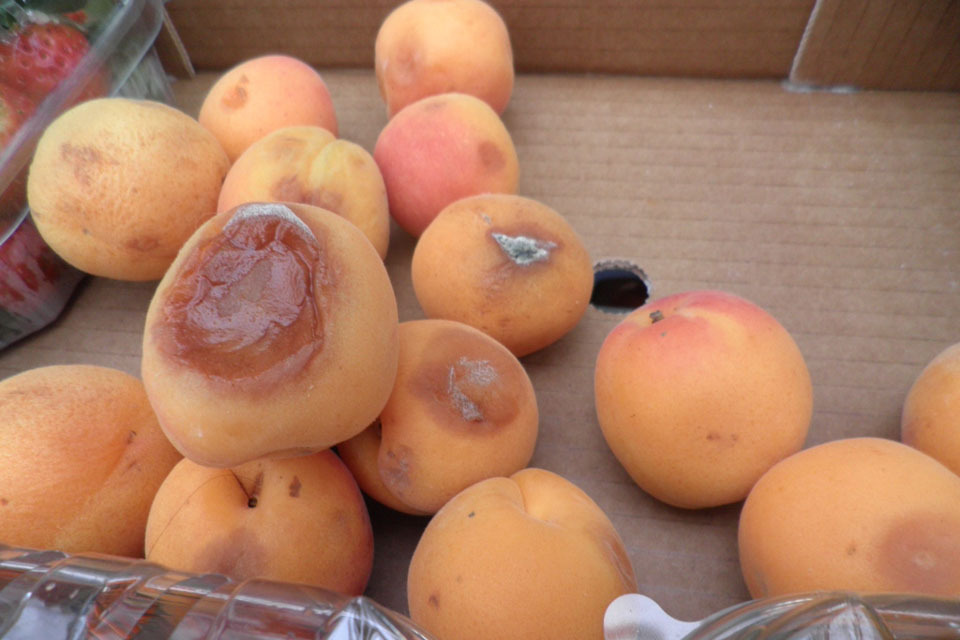 Bradford retailers fined for rotten fruit and vegetables