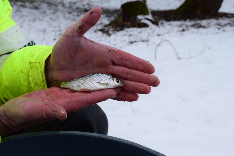 Image shows close up of a fish