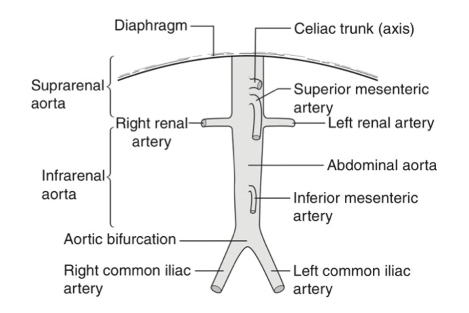 Anatomy of the abdominal aorta
