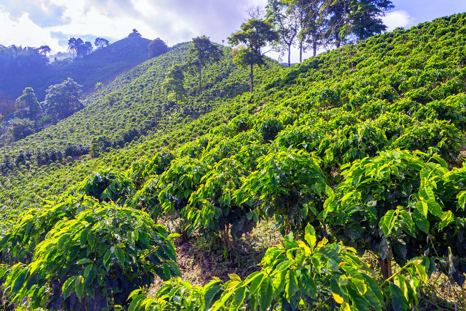 Supporting agricultural innovation in Colombia: apply for funding