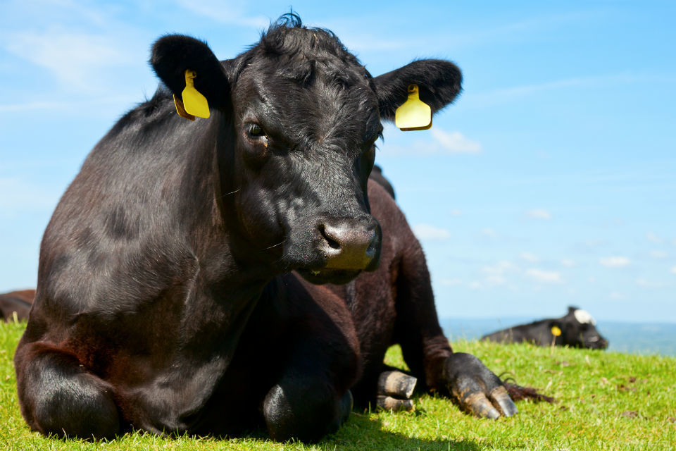 New livestock service champions farm to fork traceability
