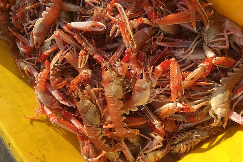 English fishing vessels sought for trials which may help to reduce discards