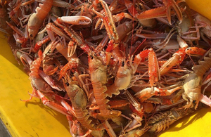 nephrops