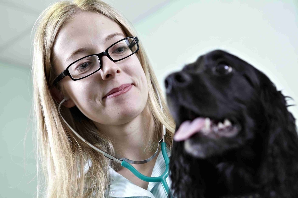 Trust Your Vet on antibiotic treatment