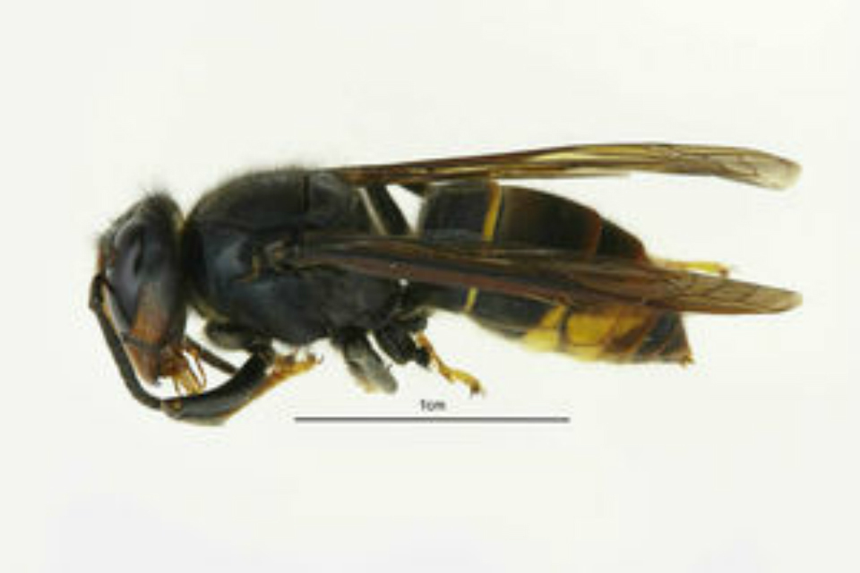 Asian hornet identified in Lancashire