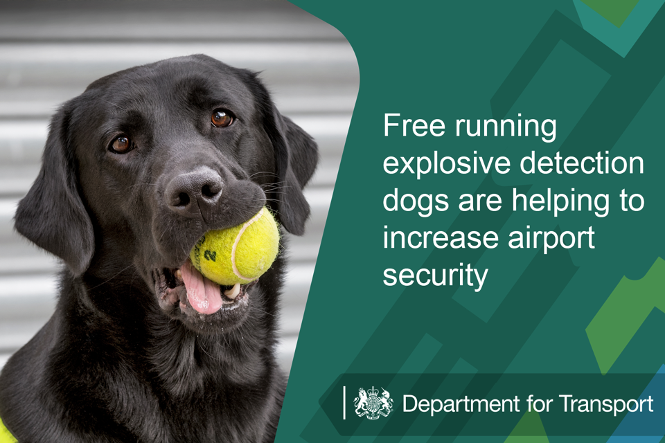Free running explosive detection dogs are helping to increase airport security.