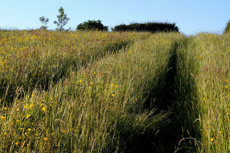 Extension of Countryside Stewardship payment claim deadline