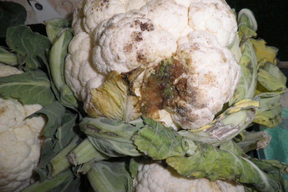 Leeds based fresh produce retailer fined for selling rotten fruit and vegetables