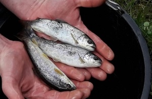 Juvenile brown trout - a key indicator species