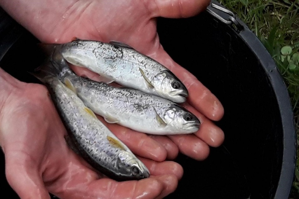 Brown trout found in restored River Medlock