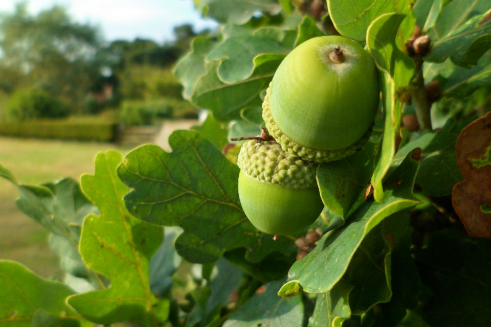 Campaign branches out to protect UK's mighty oaks