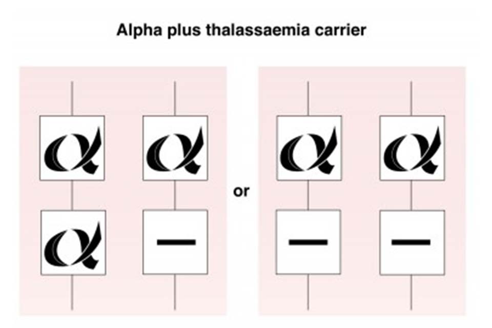 Alpha plus thalassaemia carrier