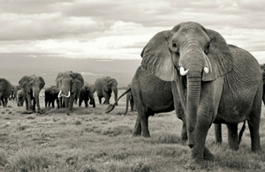 Elephants in a herd