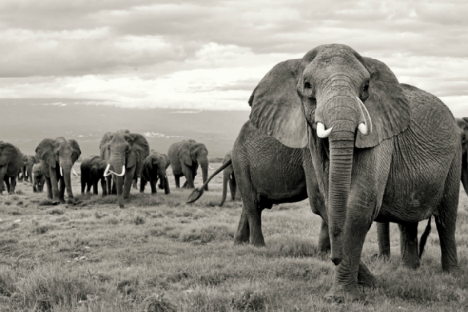 Introduction of ivory bill boosts fight against elephant poaching