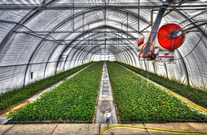 Photo of plants growing in a greenhouse