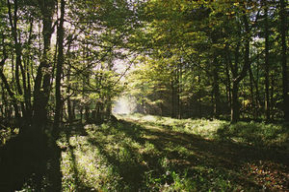 New quarantine proposals to protect England's trees