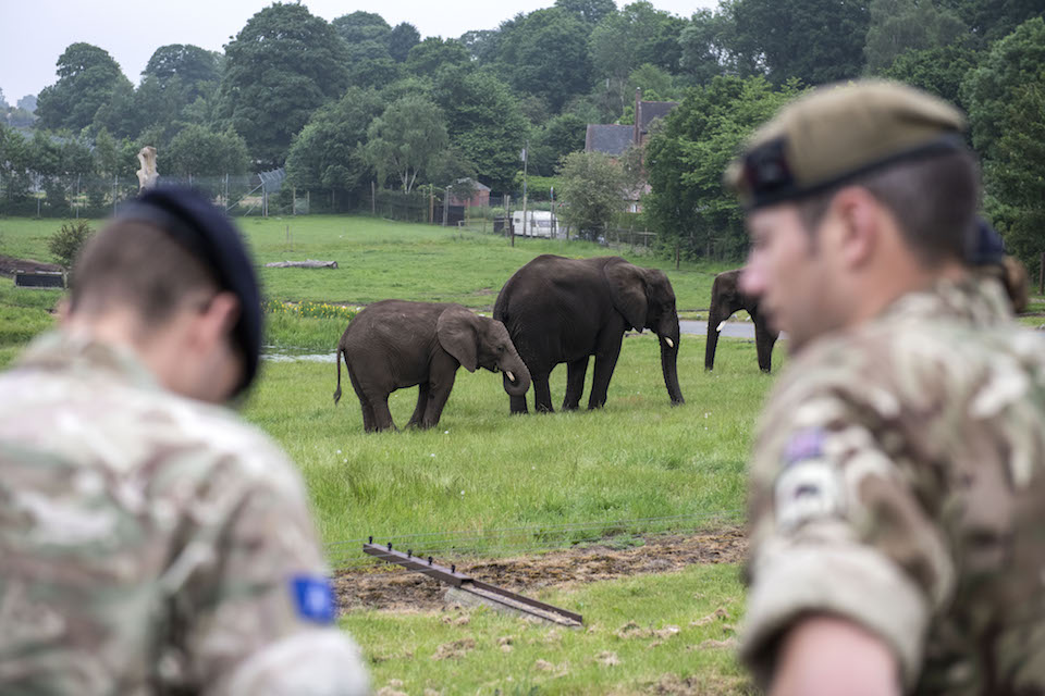 Military personnel pictured looking on at two elephants