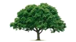Timber tree