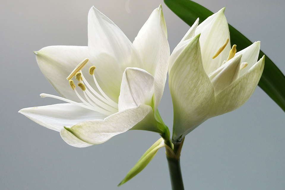 Tougher regulation for funeral plan providers