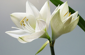 Photo of white lilies.